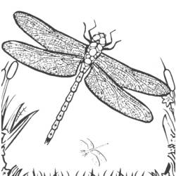 着色页: 蜻蜓 (动物) #9879 - 免费可打印着色页