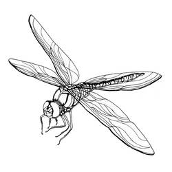 着色页: 蜻蜓 (动物) #9887 - 免费可打印着色页