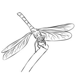 着色页: 蜻蜓 (动物) #9895 - 免费可打印着色页