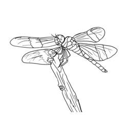 着色页: 蜻蜓 (动物) #9897 - 免费可打印着色页