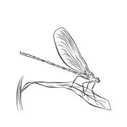 着色页: 蜻蜓 (动物) #9907 - 免费可打印着色页