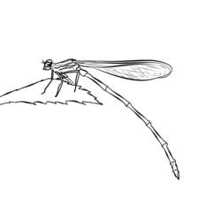着色页: 蜻蜓 (动物) #9914 - 免费可打印着色页