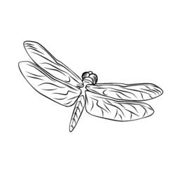 着色页: 蜻蜓 (动物) #9925 - 免费可打印着色页