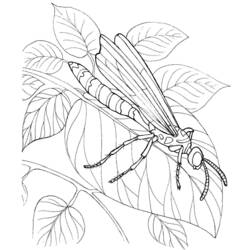 着色页: 蜻蜓 (动物) #9932 - 免费可打印着色页
