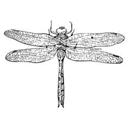 着色页: 蜻蜓 (动物) #9939 - 免费可打印着色页