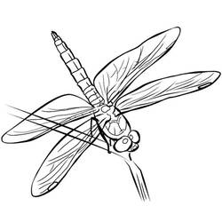 着色页: 蜻蜓 (动物) #9946 - 免费可打印着色页