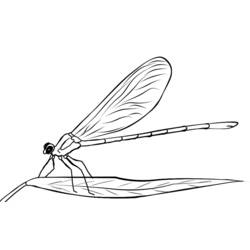 着色页: 蜻蜓 (动物) #9959 - 免费可打印着色页