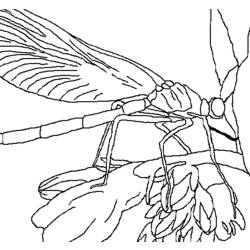 着色页: 蜻蜓 (动物) #9979 - 免费可打印着色页
