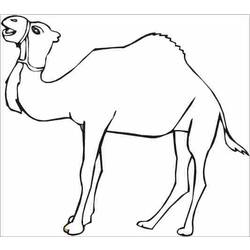 着色页: 单峰骆驼 (动物) #5896 - 免费可打印着色页