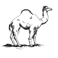 着色页: 单峰骆驼 (动物) #5903 - 免费可打印着色页