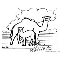 着色页: 单峰骆驼 (动物) #5904 - 免费可打印着色页
