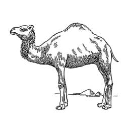 着色页: 单峰骆驼 (动物) #5908 - 免费可打印着色页