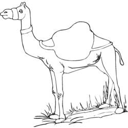 着色页: 单峰骆驼 (动物) #5914 - 免费可打印着色页