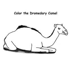 着色页: 单峰骆驼 (动物) #5921 - 免费可打印着色页