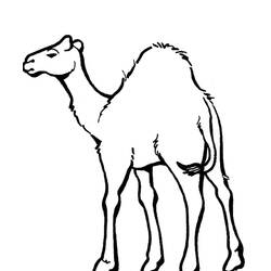 着色页: 单峰骆驼 (动物) #5954 - 免费可打印着色页