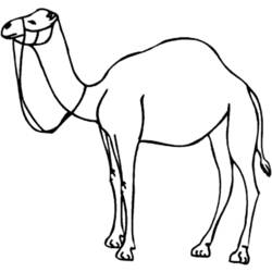 着色页: 单峰骆驼 (动物) #5961 - 免费可打印着色页