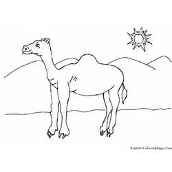 着色页: 单峰骆驼 (动物) #5964 - 免费可打印着色页