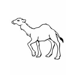 着色页: 单峰骆驼 (动物) #5969 - 免费可打印着色页