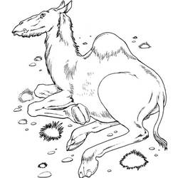 着色页: 单峰骆驼 (动物) #5979 - 免费可打印着色页