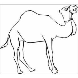着色页: 单峰骆驼 (动物) #6003 - 免费可打印着色页