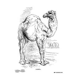 着色页: 单峰骆驼 (动物) #6006 - 免费可打印着色页