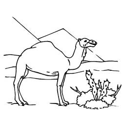 着色页: 单峰骆驼 (动物) #6022 - 免费可打印着色页