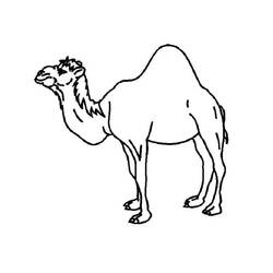 着色页: 单峰骆驼 (动物) #6040 - 免费可打印着色页