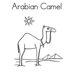 着色页: 单峰骆驼 (动物) #6062 - 免费可打印着色页