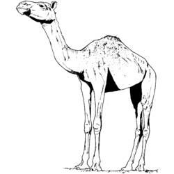 着色页: 单峰骆驼 (动物) #6068 - 免费可打印着色页