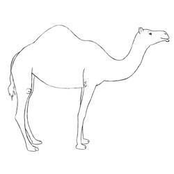 着色页: 单峰骆驼 (动物) #6084 - 免费可打印着色页