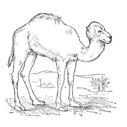 着色页: 单峰骆驼 (动物) #6087 - 免费可打印着色页