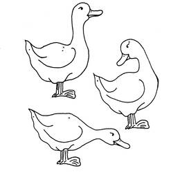 着色页: 鸭子 (动物) #1456 - 免费可打印着色页