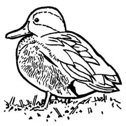 着色页: 鸭子 (动物) #1473 - 免费可打印着色页