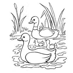 着色页: 鸭子 (动物) #1487 - 免费可打印着色页
