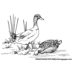 着色页: 鸭子 (动物) #1491 - 免费可打印着色页