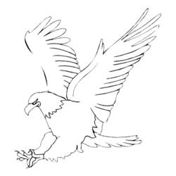 着色页: 鹰 (动物) #276 - 免费可打印着色页