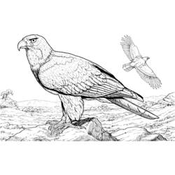 着色页: 鹰 (动物) #283 - 免费可打印着色页