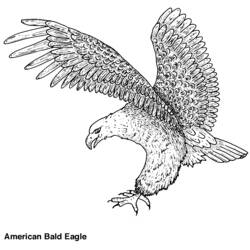 着色页: 鹰 (动物) #285 - 免费可打印着色页