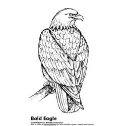 着色页: 鹰 (动物) #297 - 免费可打印着色页