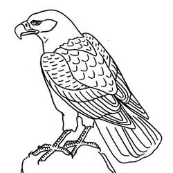 着色页: 鹰 (动物) #302 - 免费可打印着色页