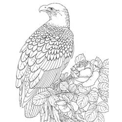 着色页: 鹰 (动物) #304 - 免费可打印着色页