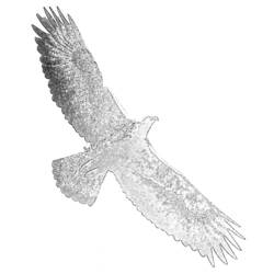 着色页: 鹰 (动物) #321 - 免费可打印着色页