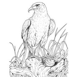 着色页: 鹰 (动物) #328 - 免费可打印着色页