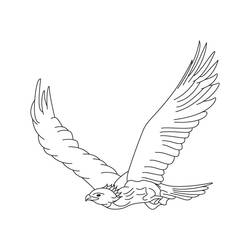 着色页: 鹰 (动物) #353 - 免费可打印着色页