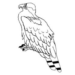 着色页: 鹰 (动物) #373 - 免费可打印着色页