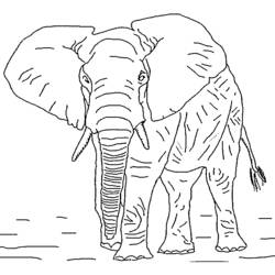 着色页: 大象 (动物) #6306 - 免费可打印着色页