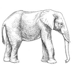 着色页: 大象 (动物) #6366 - 免费可打印着色页