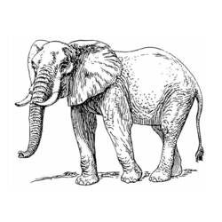 着色页: 大象 (动物) #6389 - 免费可打印着色页