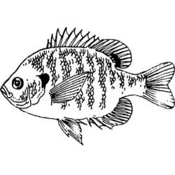 着色页: 鱼 (动物) #17148 - 免费可打印着色页