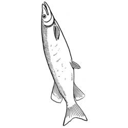 着色页: 鱼 (动物) #17194 - 免费可打印着色页